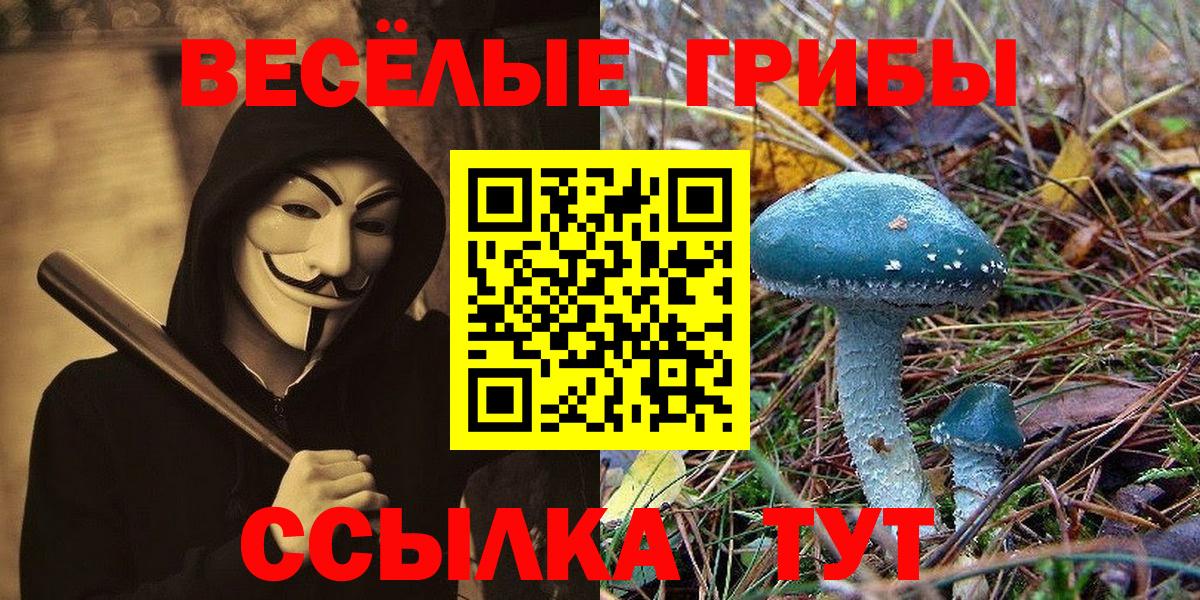 Псилоцибиновые грибы Psilocybine cubensis Менделеевск